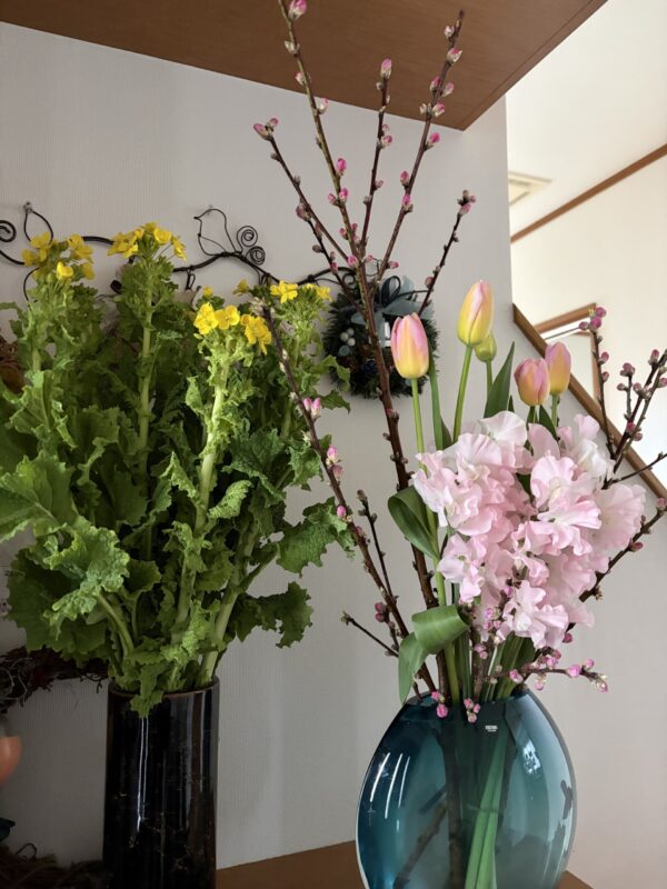 今年もひと足早い春が来ました🌸